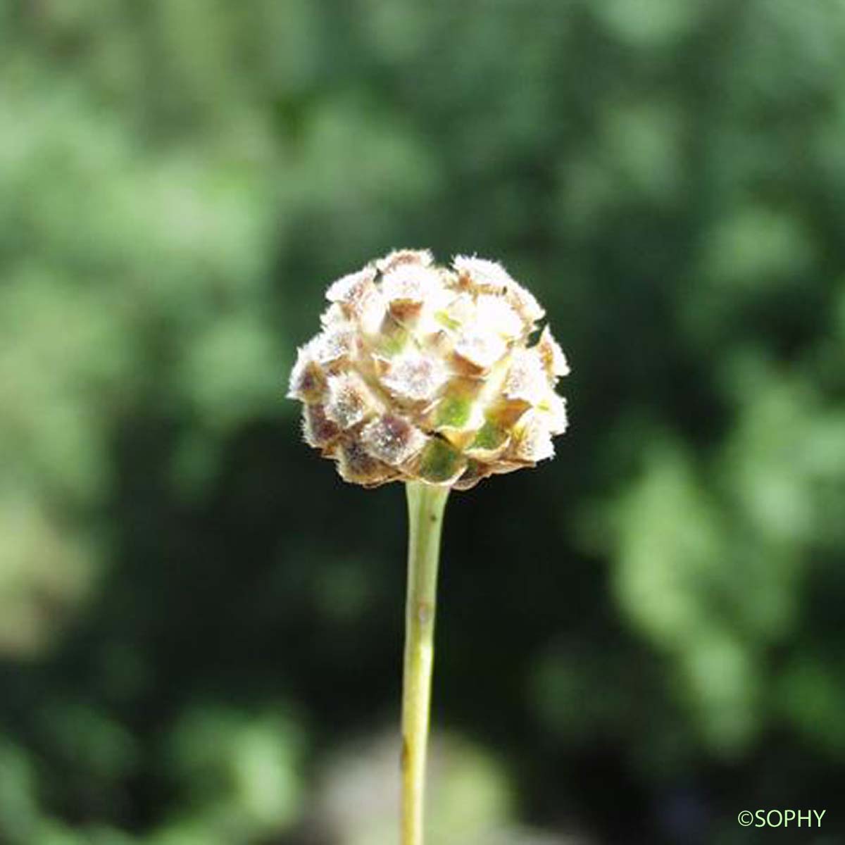 Céphalaire blanche - Cephalaria leucantha