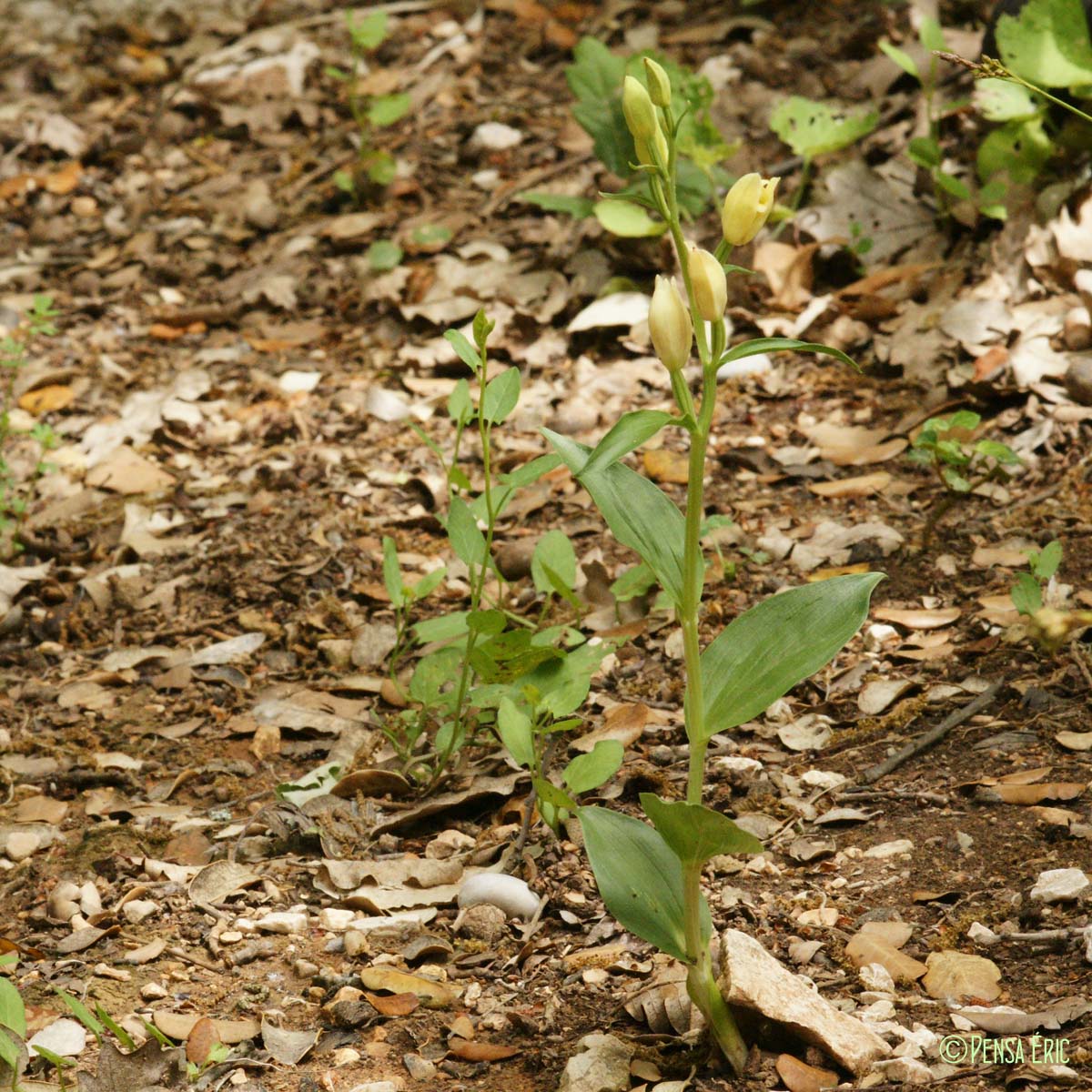 Céphalanthère pâle - Cephalanthera damasonium