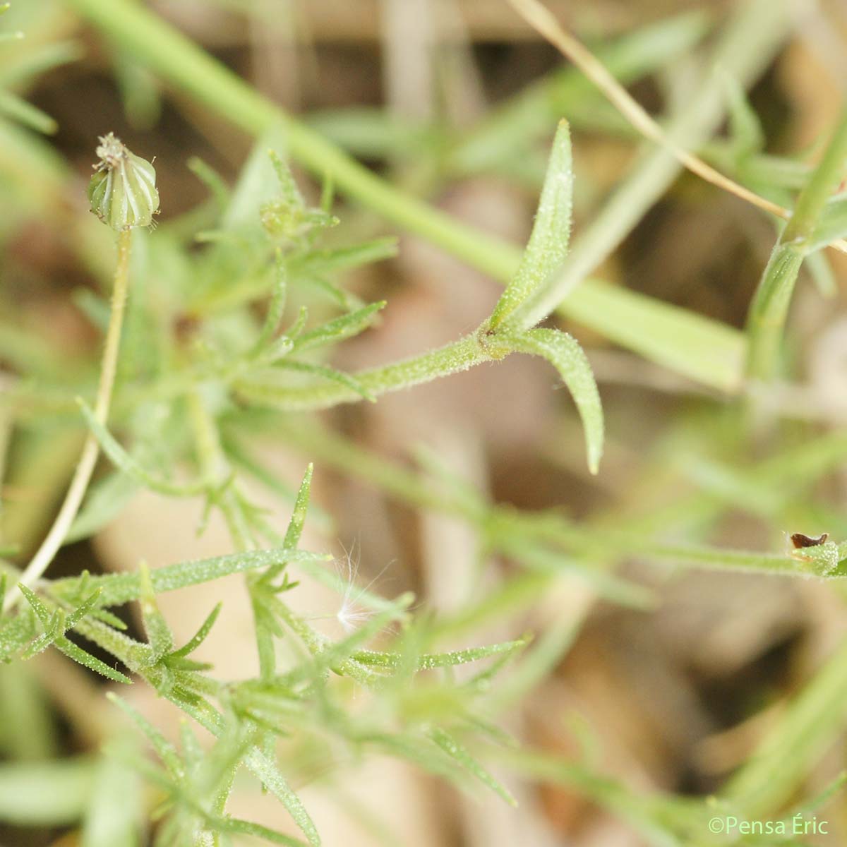 Céraiste suffrutescent - Cerastium arvense subsp. suffruticosum