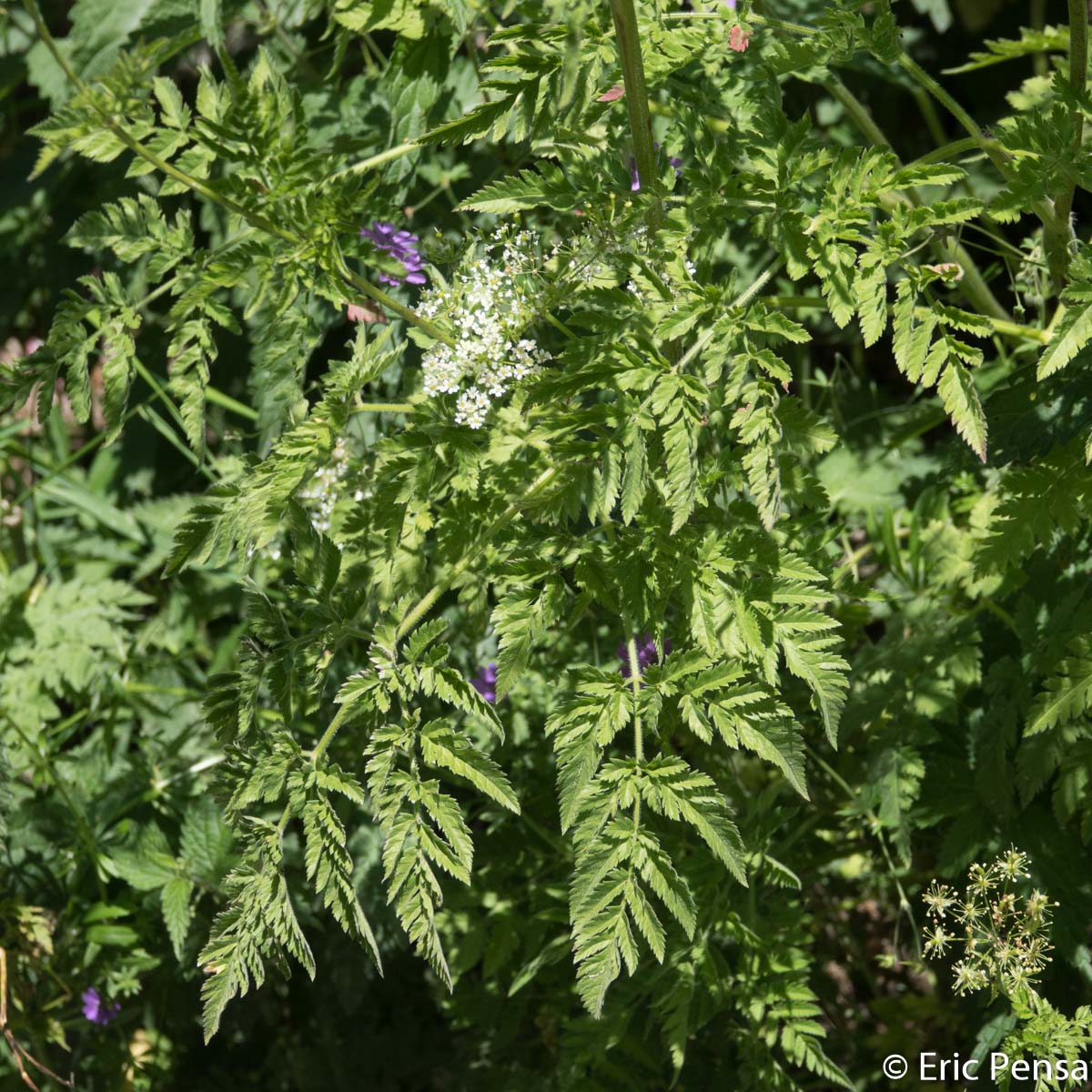 Cerfeuil hirsute - Chaerophyllum hirsutum