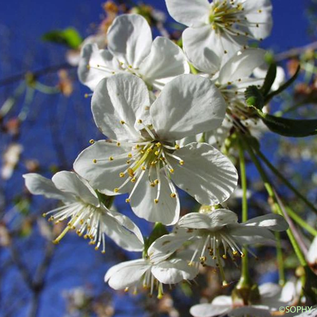 Cerisier acide - Prunus cerasus