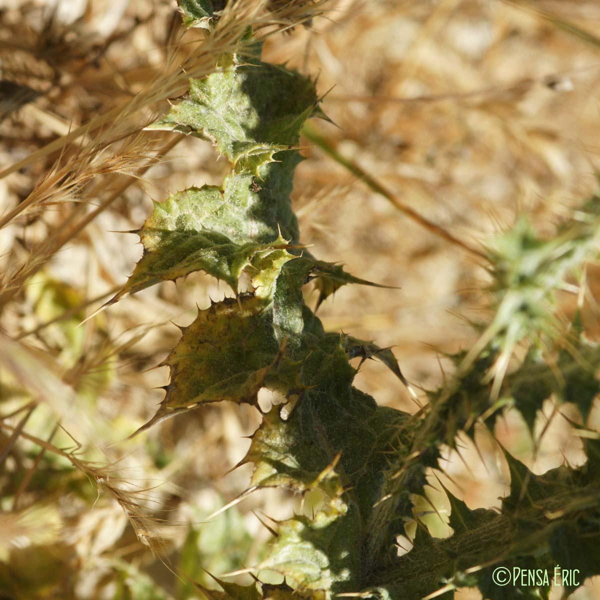 Chardon à capitules grêles - Carduus tenuiflorus
