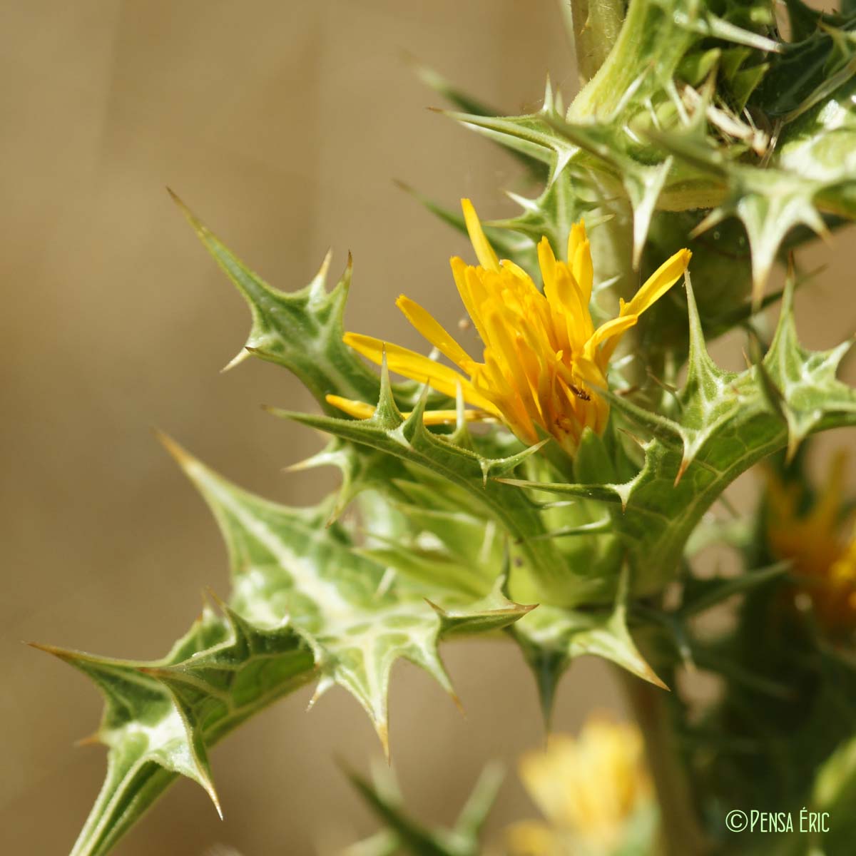 Chardon d'Espagne - Scolymus hispanicus