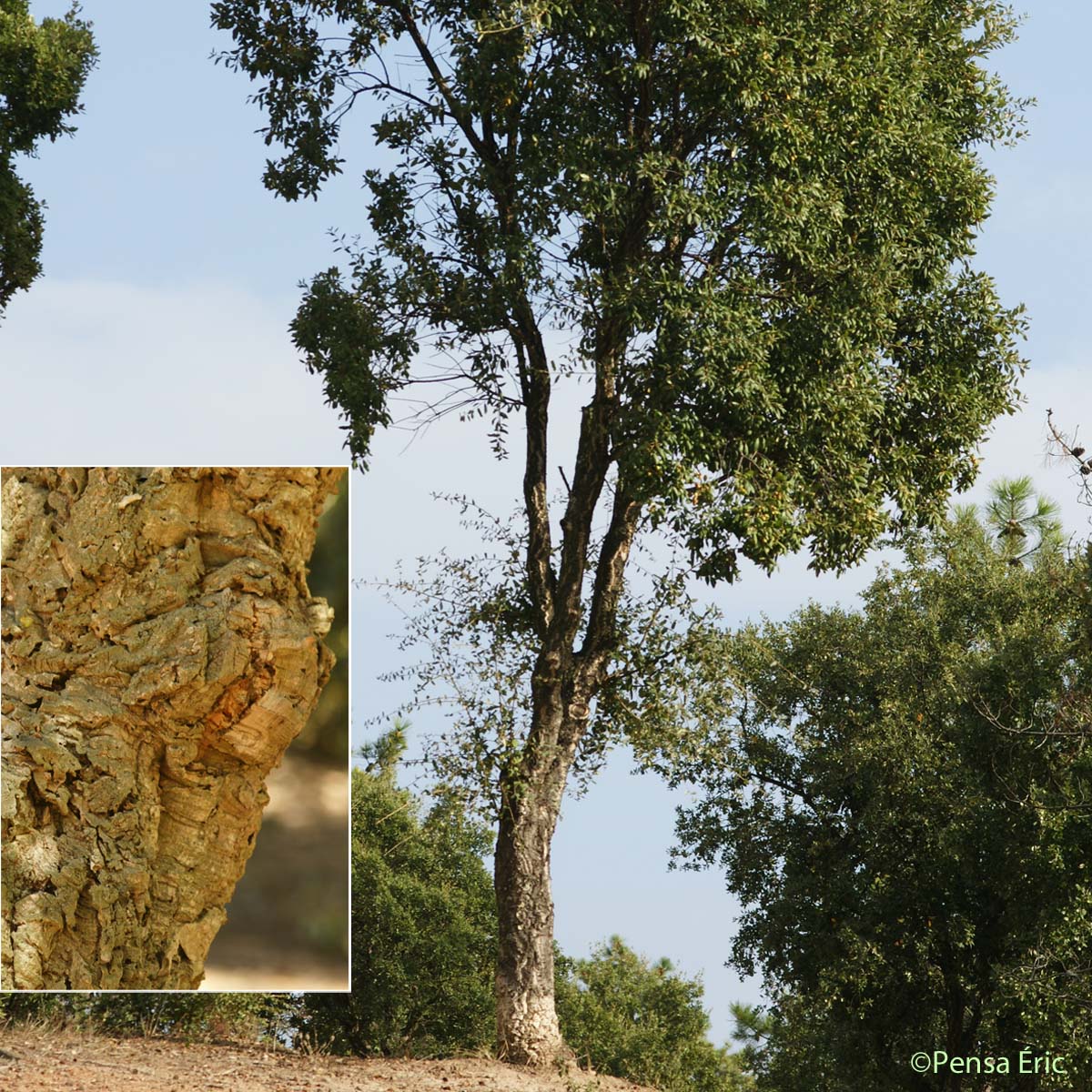Chêne-liège - Quercus suber