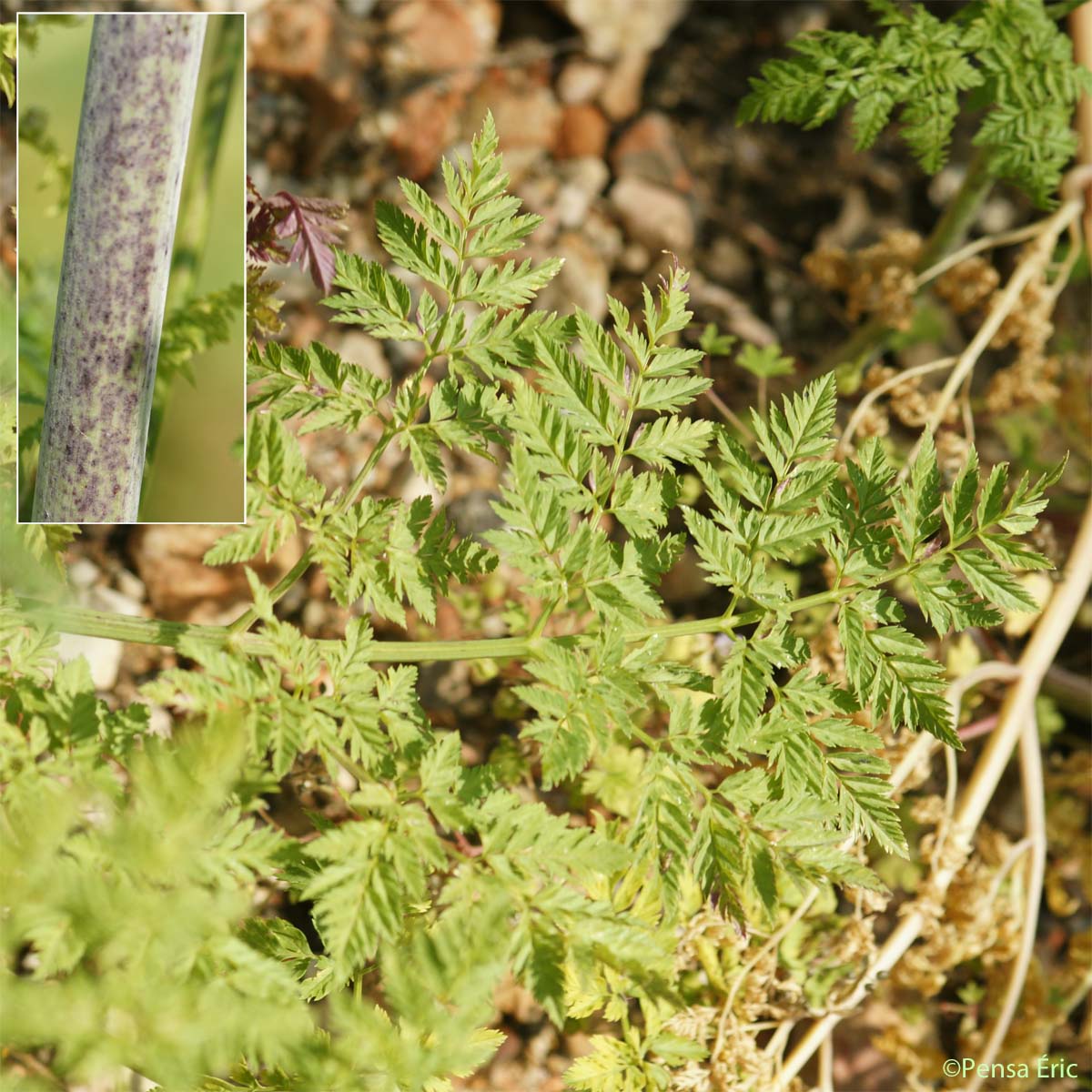 Ciguë tachetée - Conium maculatum var. viride
