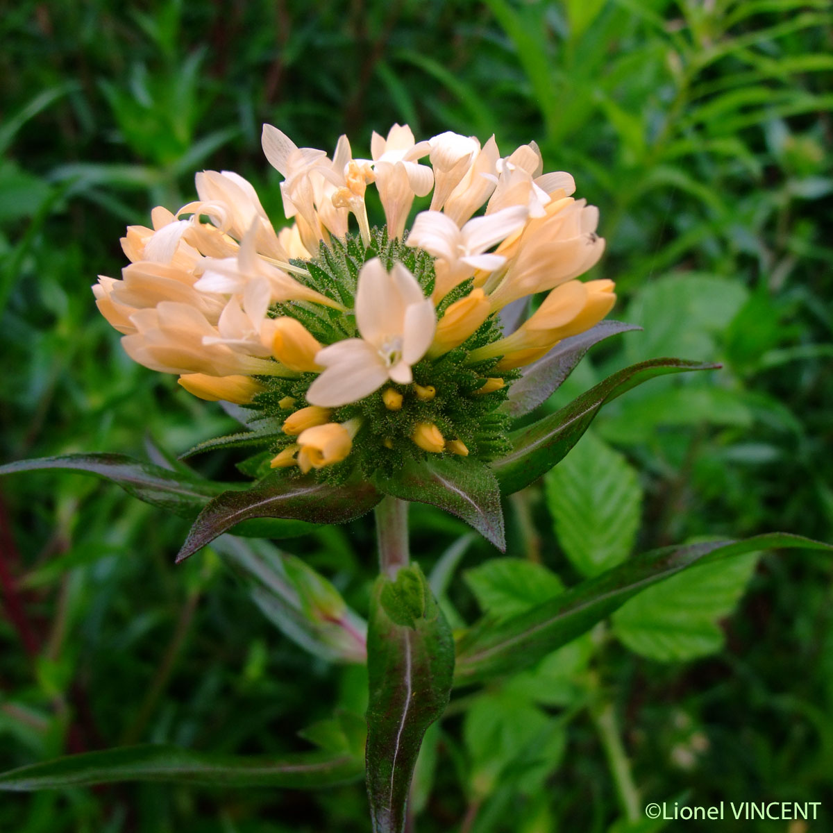 Collomie à grandes fleurs - Collomia grandiflora