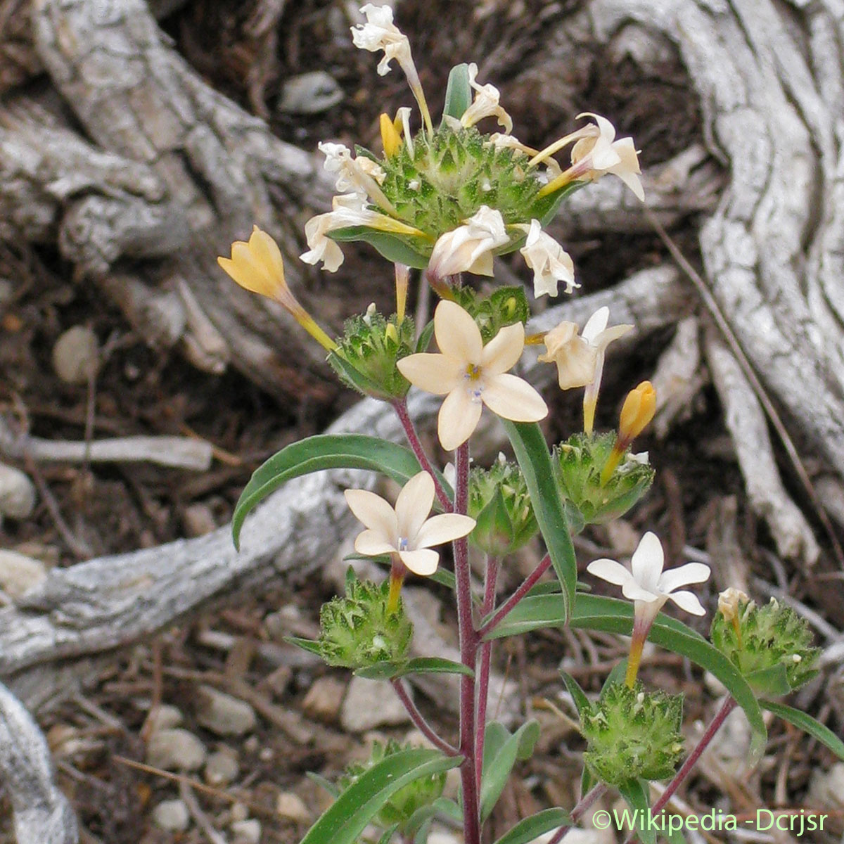 Collomie à grandes fleurs - Collomia grandiflora