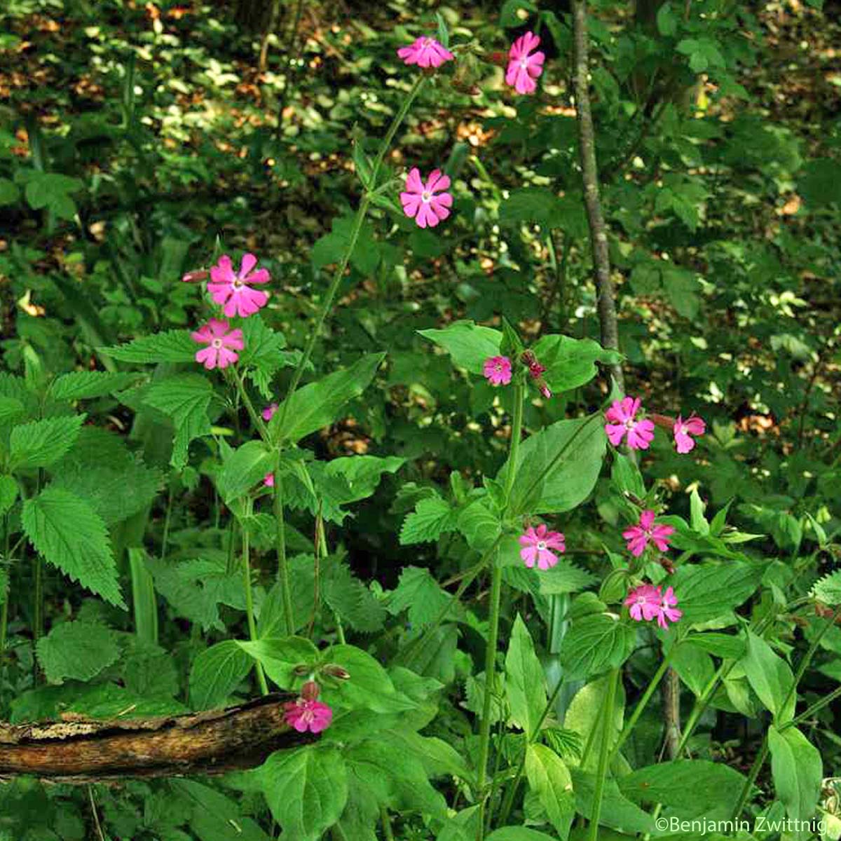 Compagnon rouge - Silene dioica
