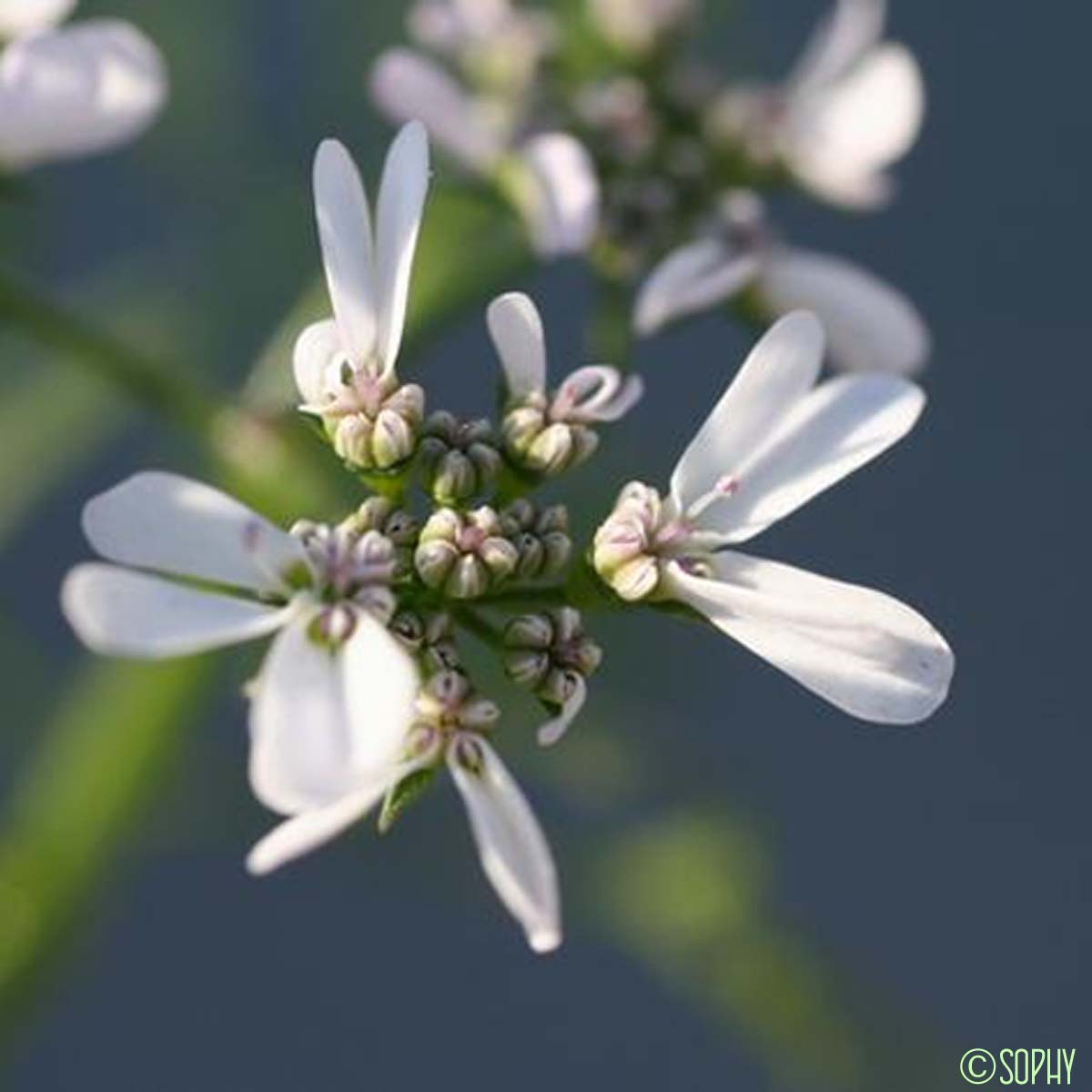 Coriandre - Coriandrum sativum