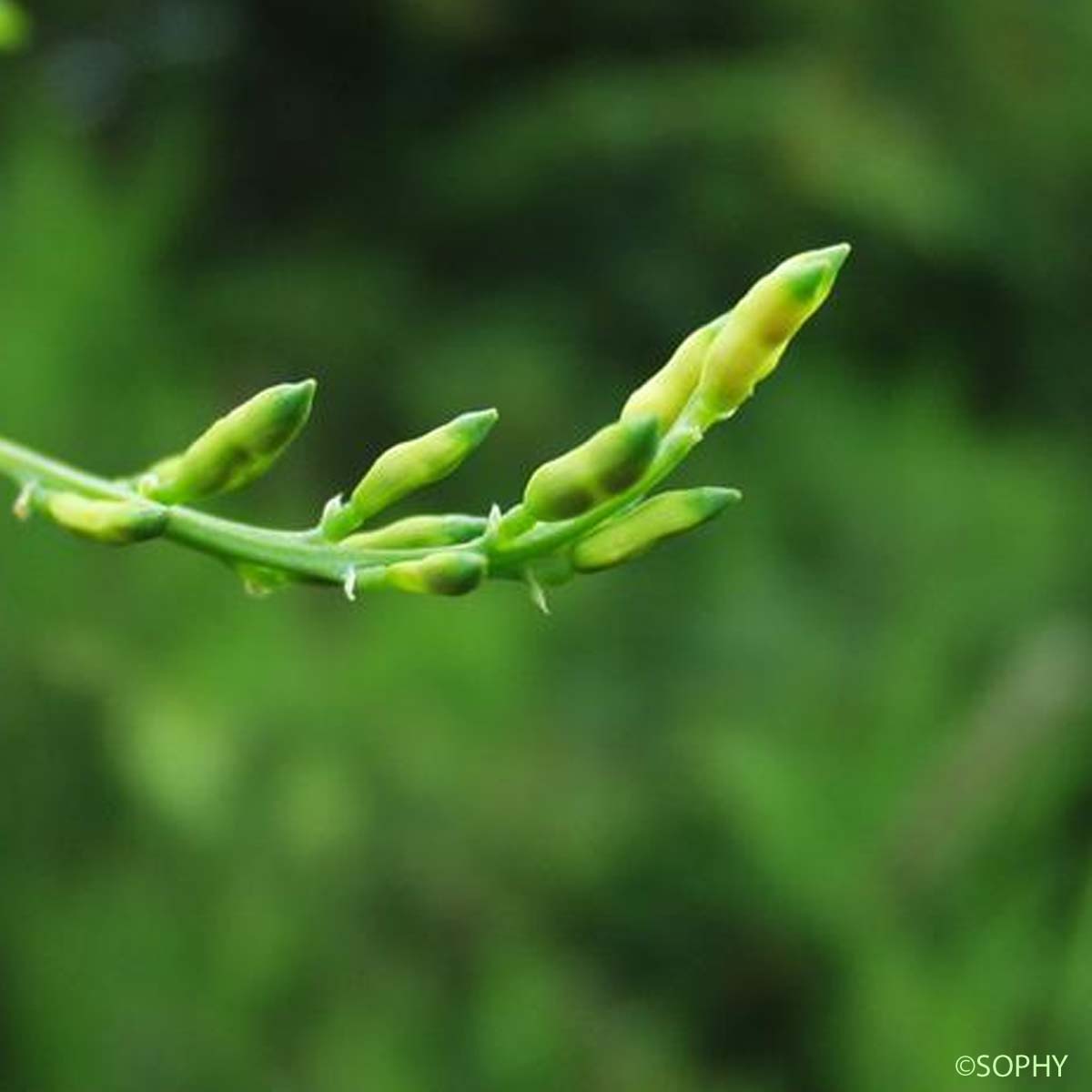 Corydale à vrilles - Ceratocapnos claviculata