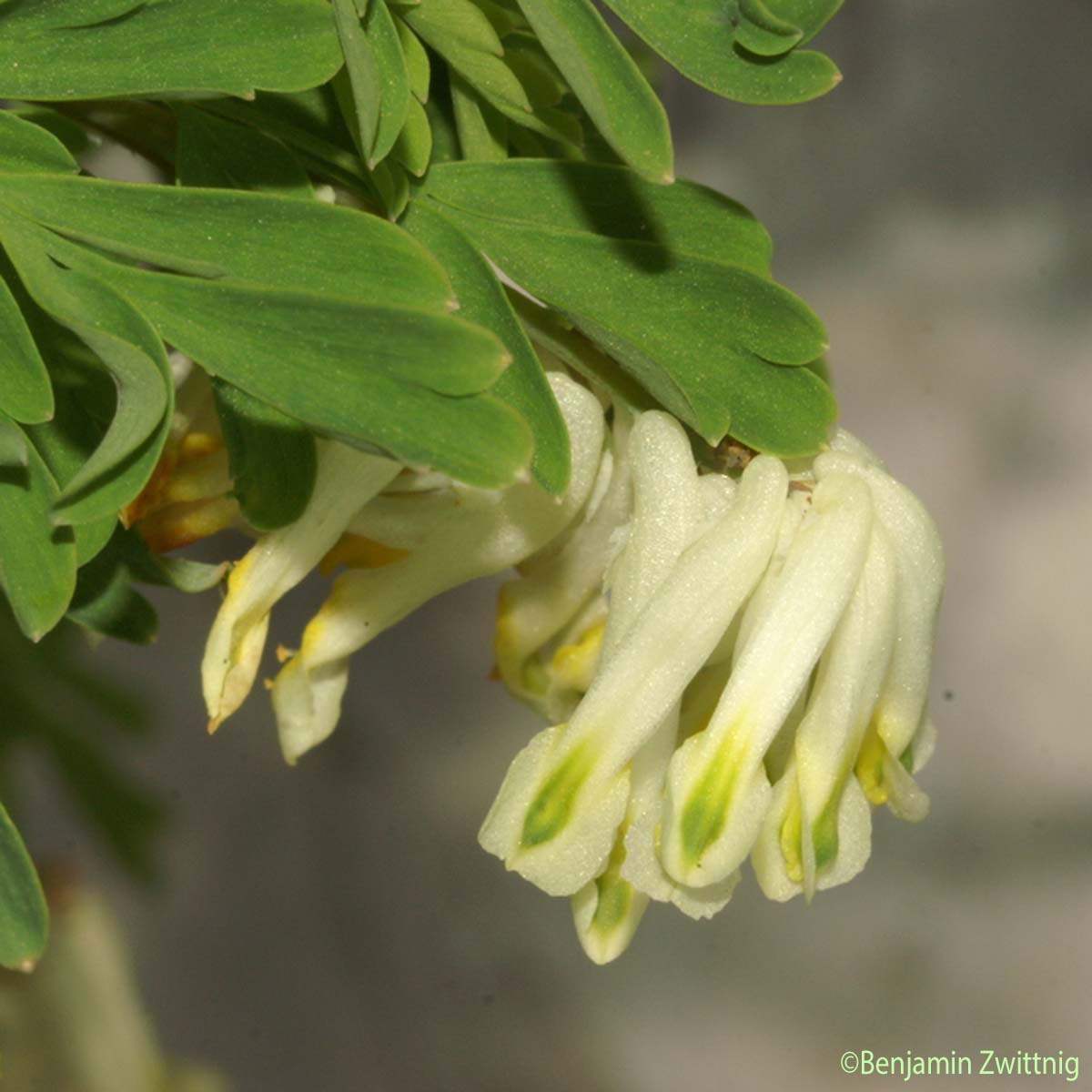 Corydale jaunâtre - Pseudofumaria alba