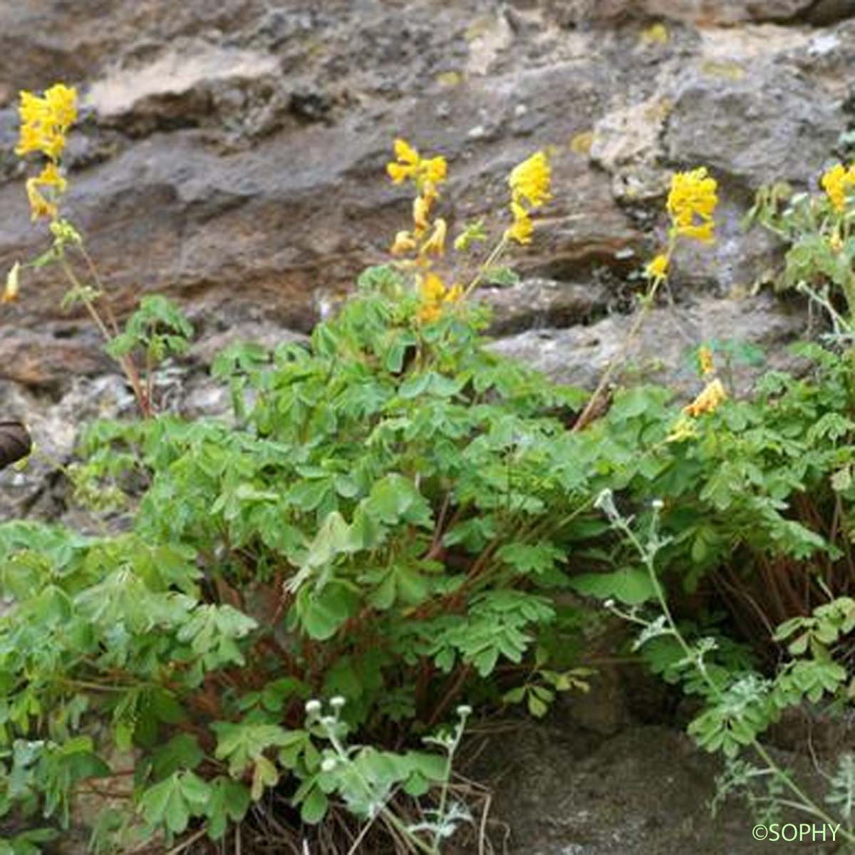 Corydale jaune - Pseudofumaria lutea