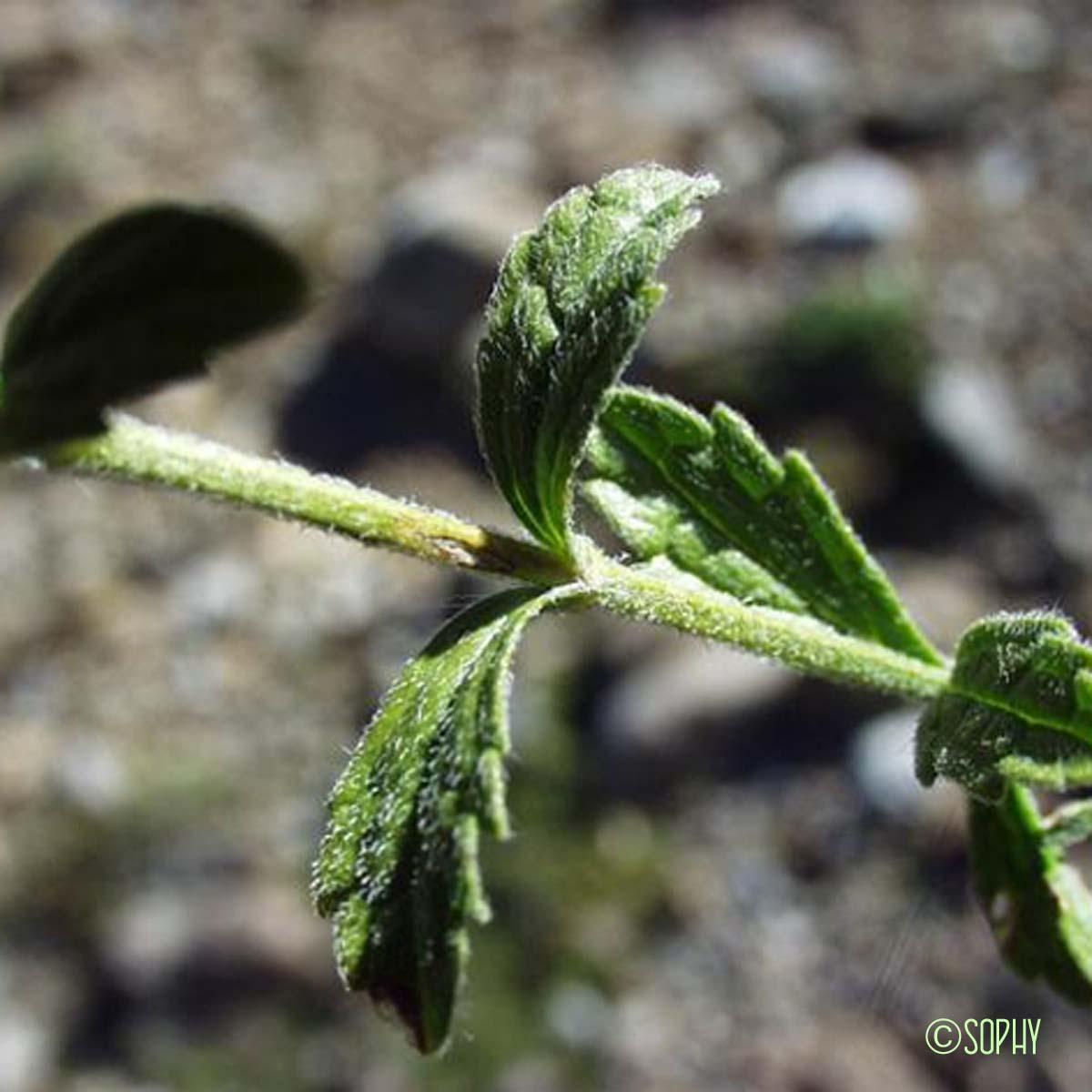 Crapaudine à feuilles d'Hysope - Sideritis hyssopifolia subsp. hyssopifolia