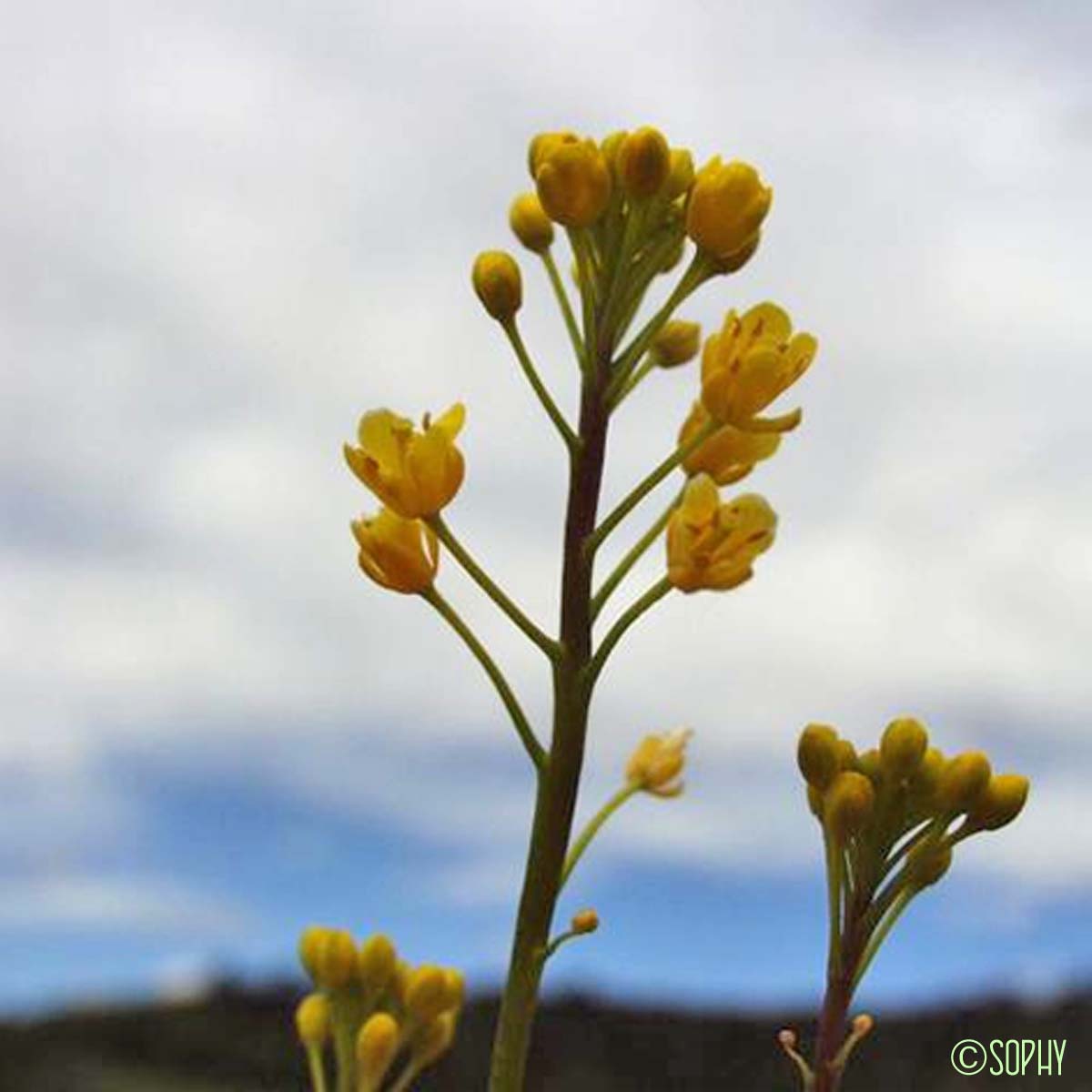 Cresson rude - Sisymbrella aspera subsp. aspera