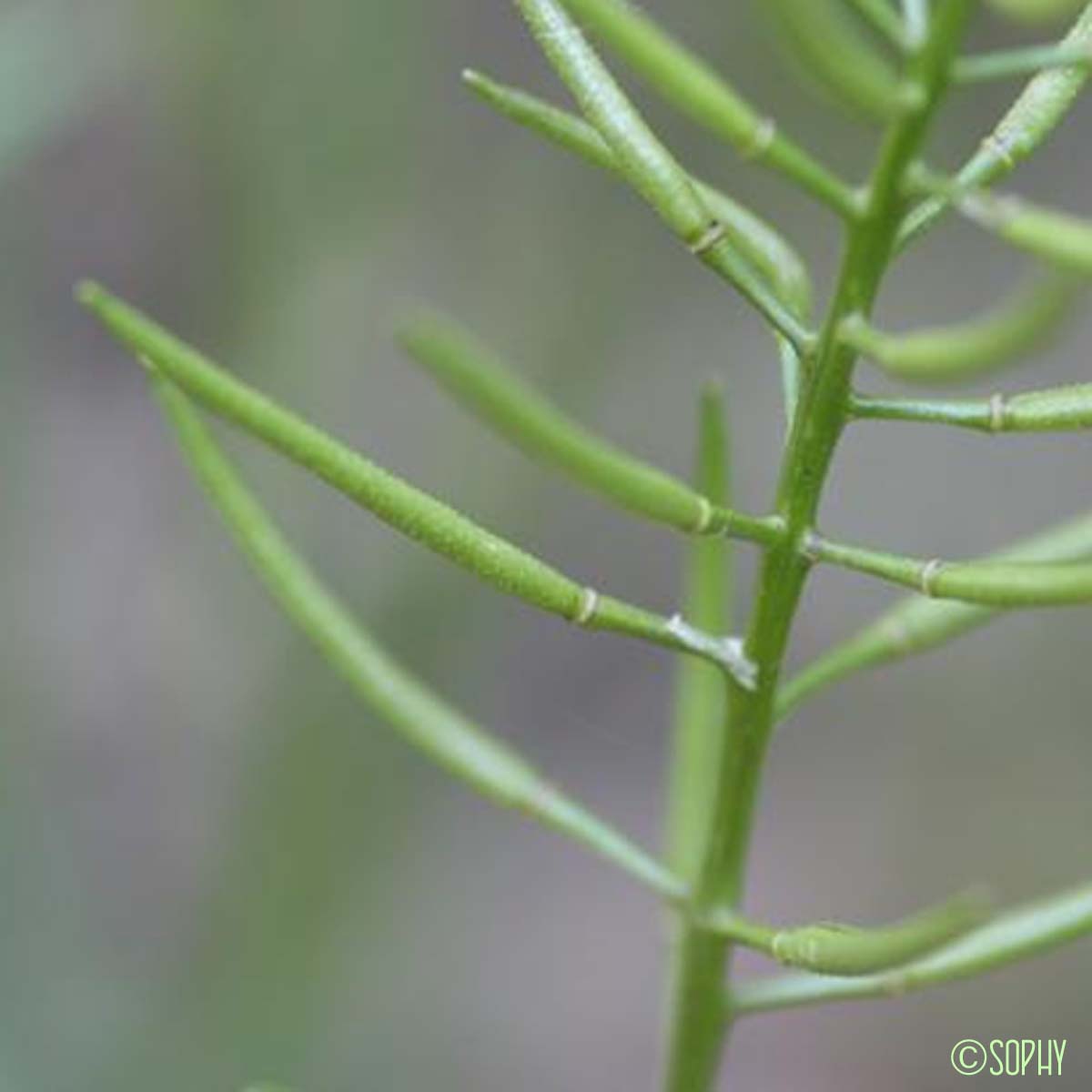 Cresson rude - Sisymbrella aspera subsp. aspera