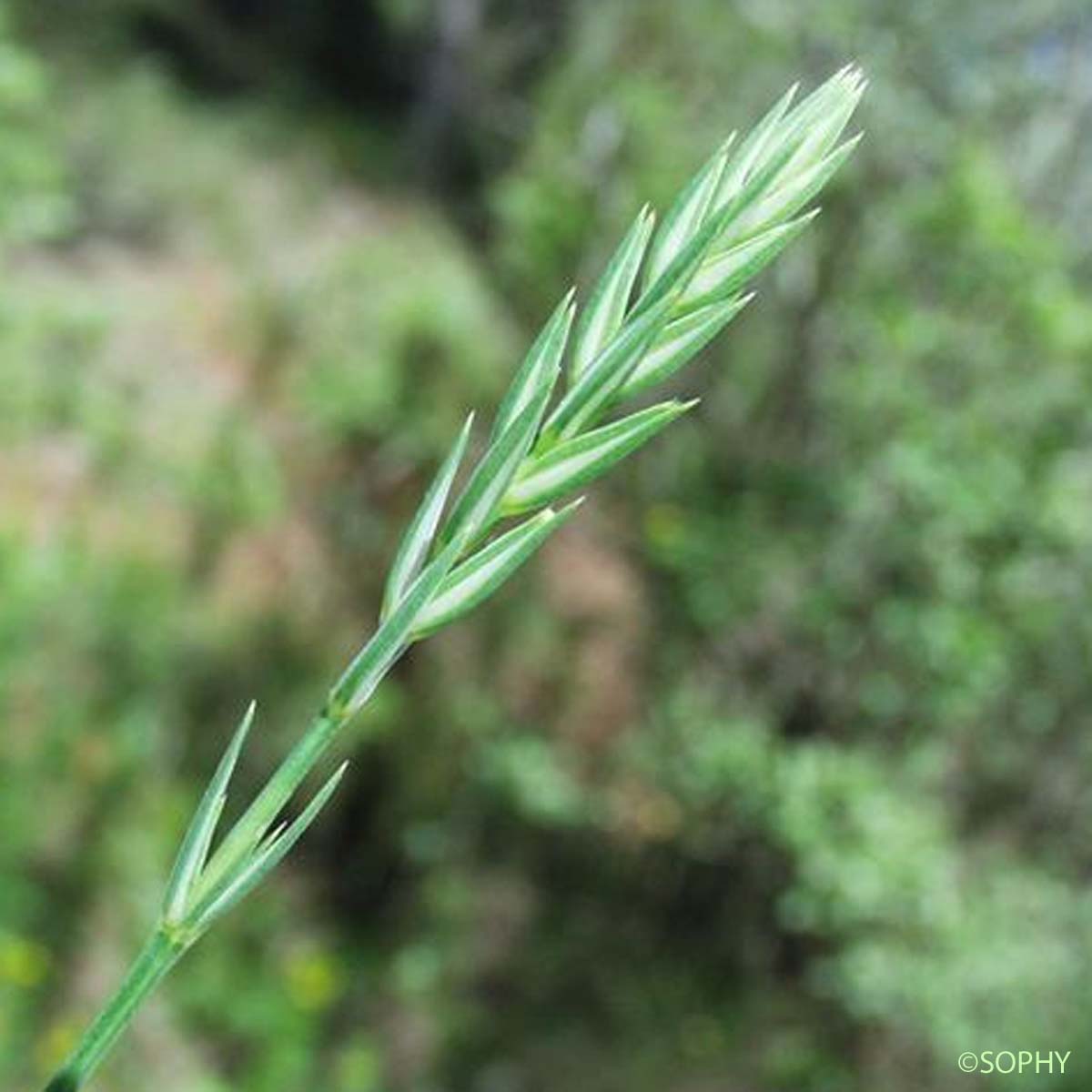 Crucianelle à feuilles étroites - Crucianella angustifolia