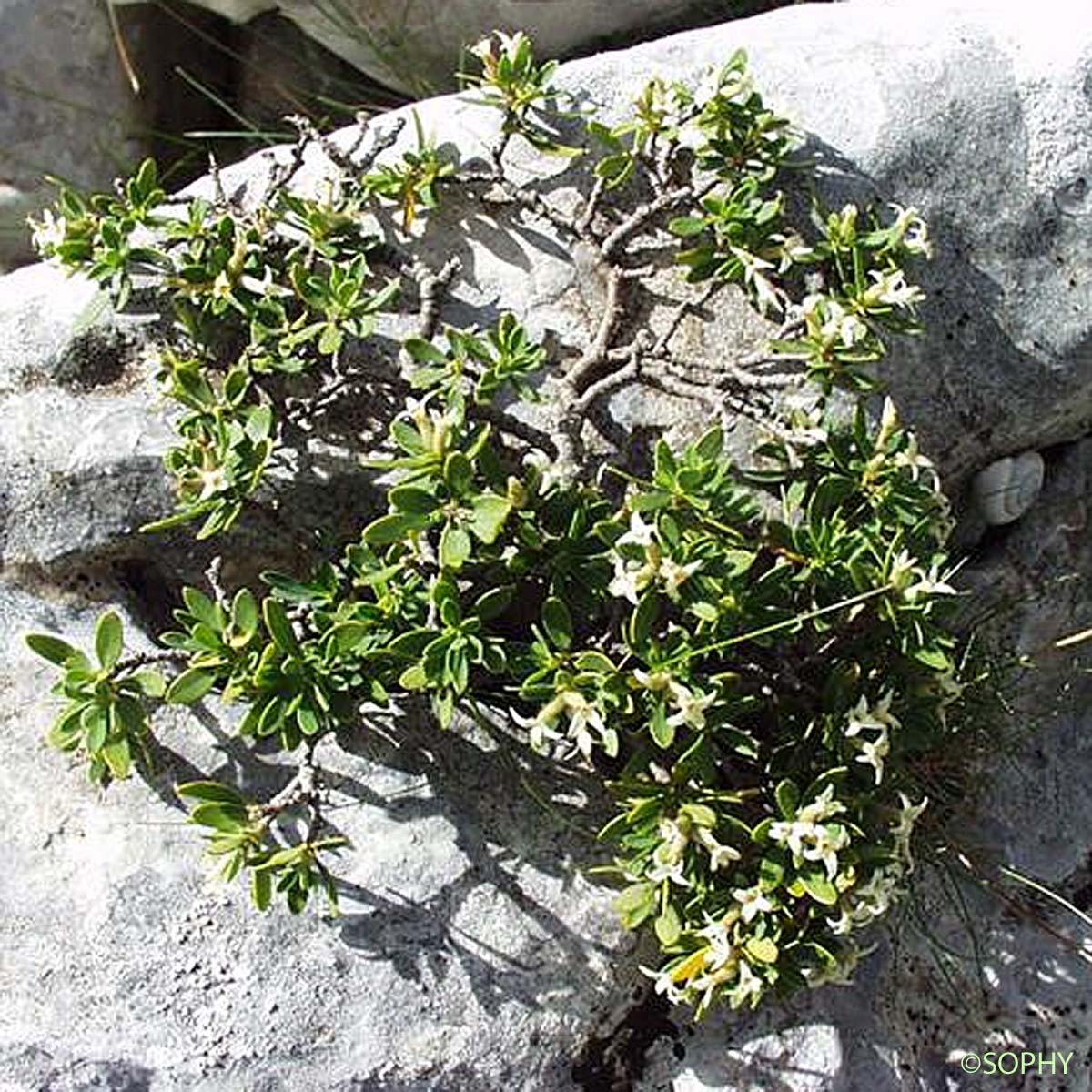 Daphné faux Olivier - Daphne oleoides subsp. oleoides