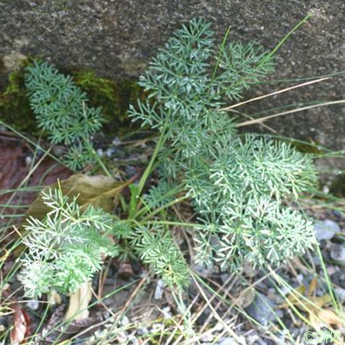 Dethawie à feuilles fines - Dethawia splendens subsp. splendens