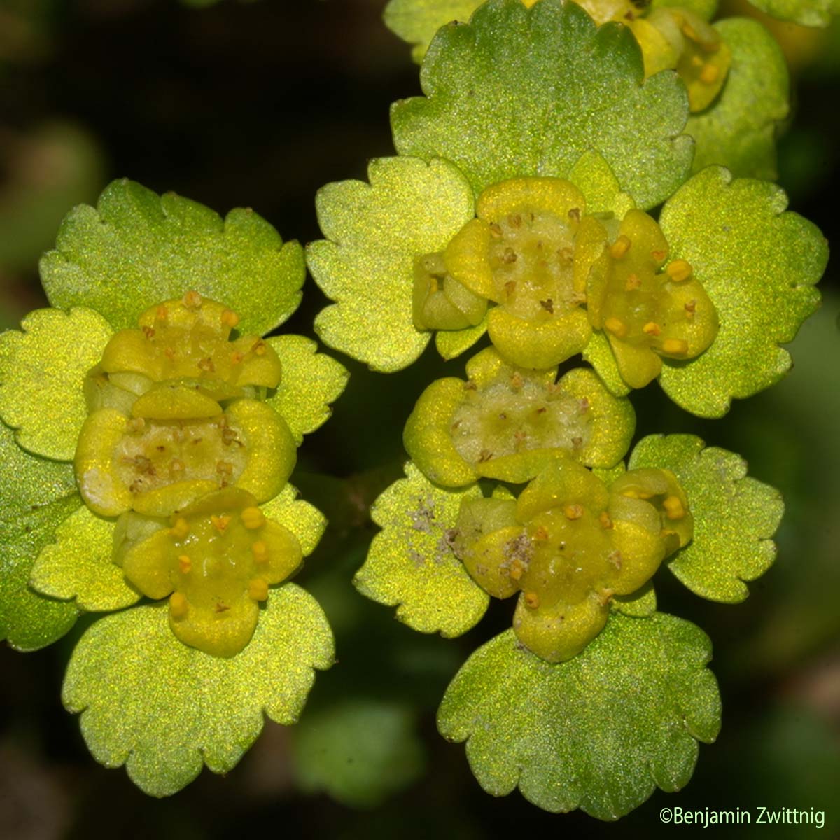 Dorine à feuilles alternes - Chrysosplenium alternifolium