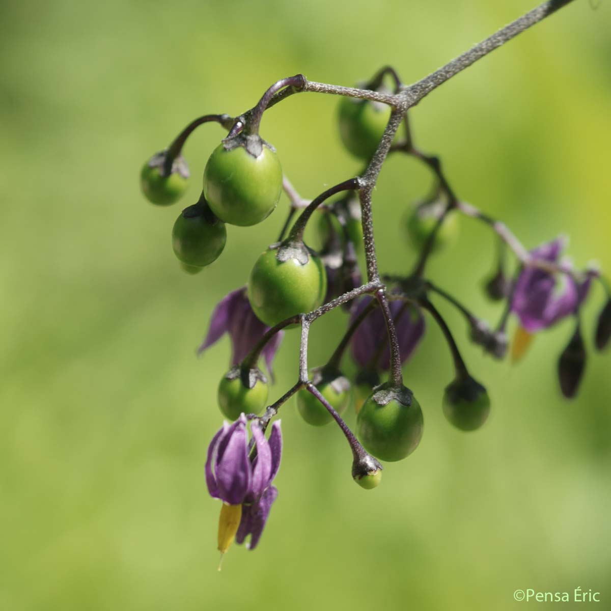 Douce-amère - Solanum dulcamara var. dulcamara