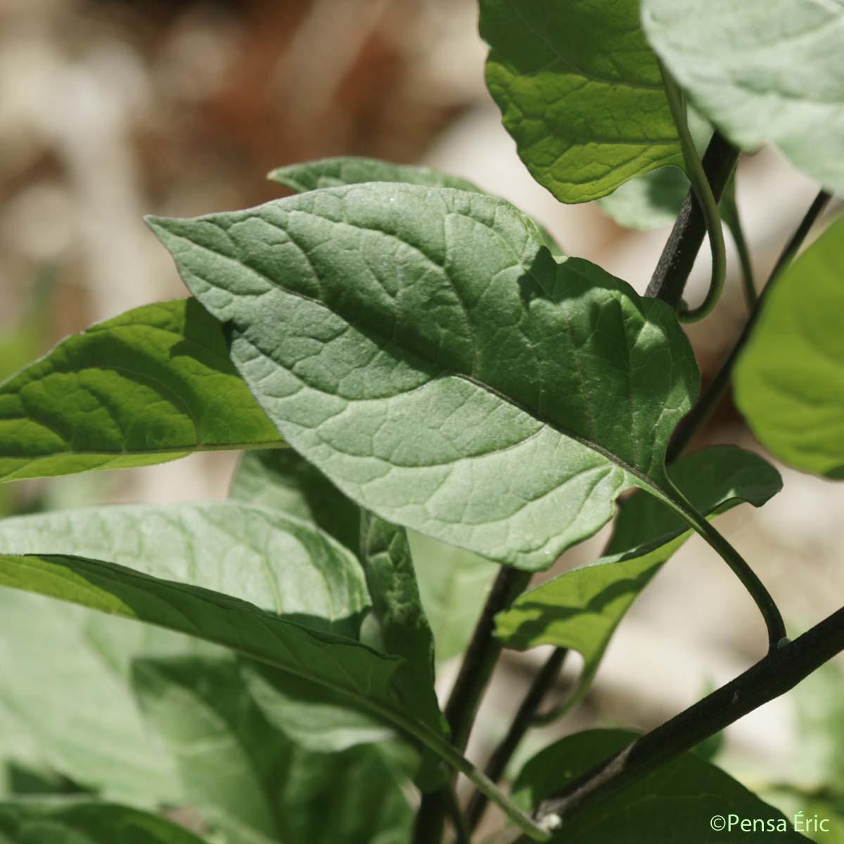 Douce-amère - Solanum dulcamara var. dulcamara