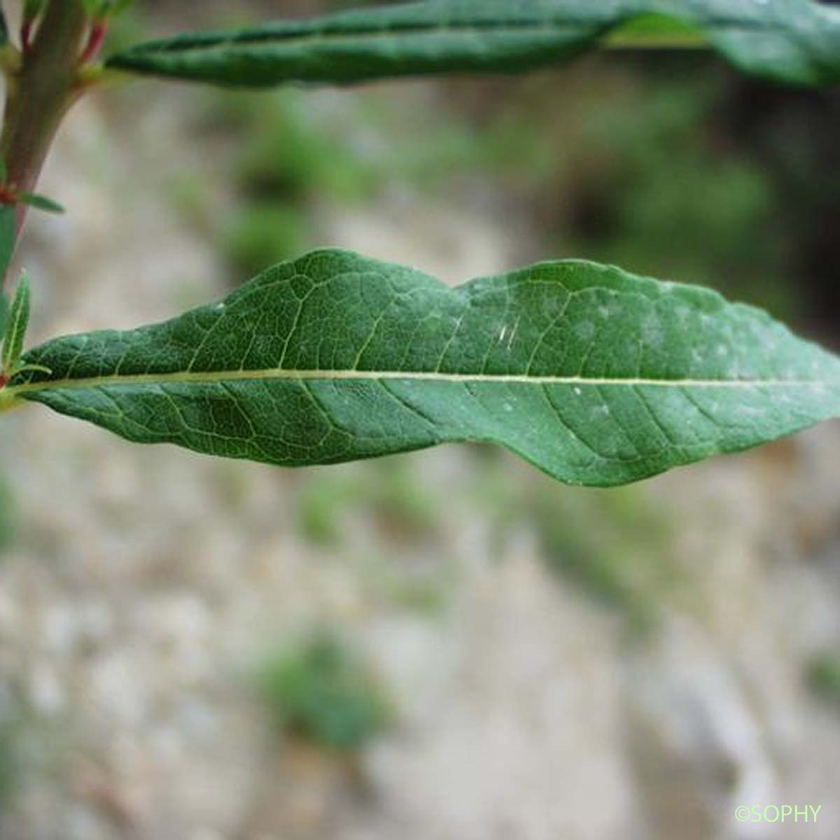 Épilobe à feuilles étroites - Epilobium angustifolium subsp. angustifolium