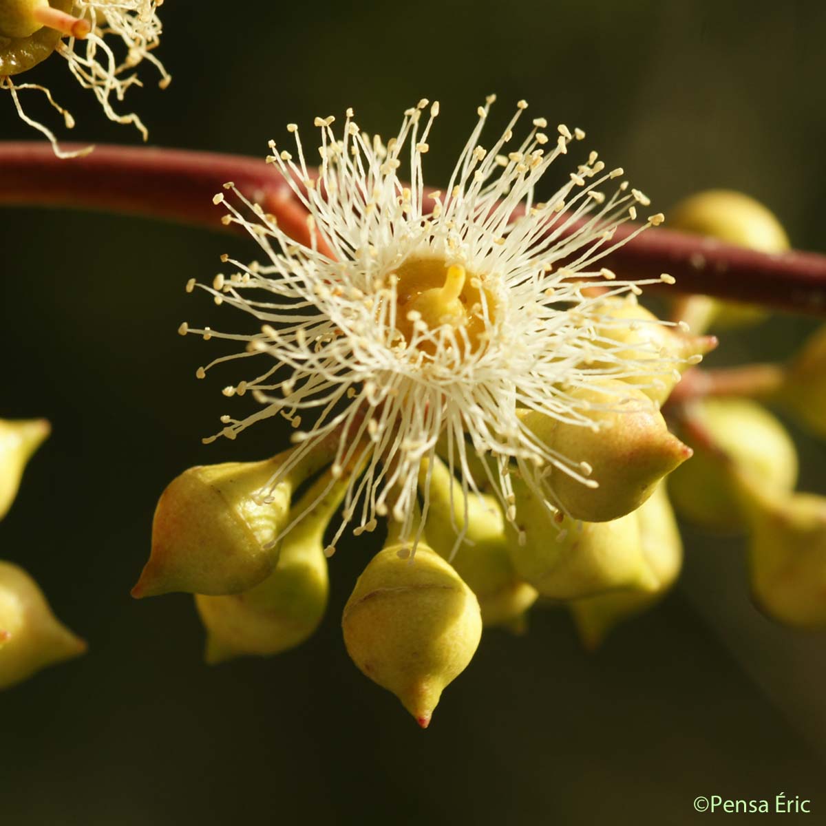 Eucalyptus - Eucalyptus camaldulensis