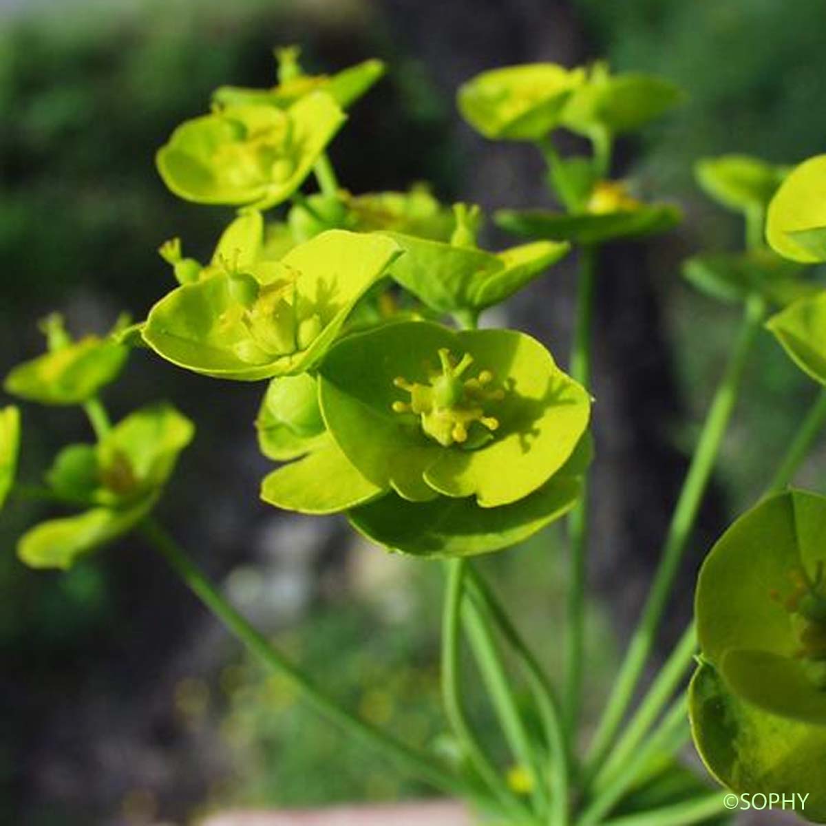 Euphorbe à double ombelle - Euphorbia biumbellata