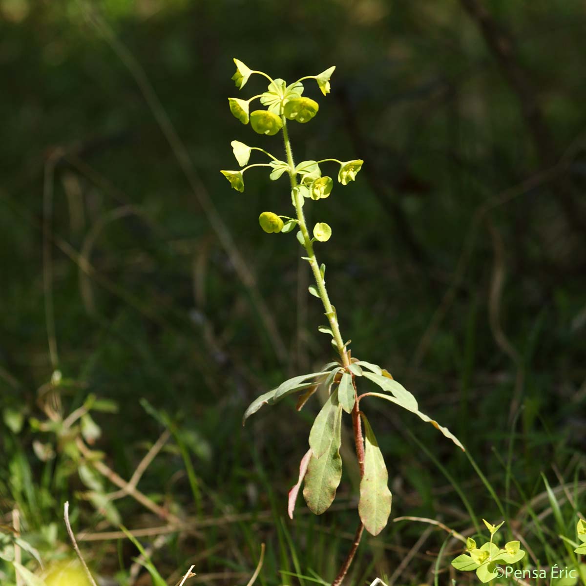 Euphorbe des bois - Euphorbia amygdaloides subsp. amygdaloides