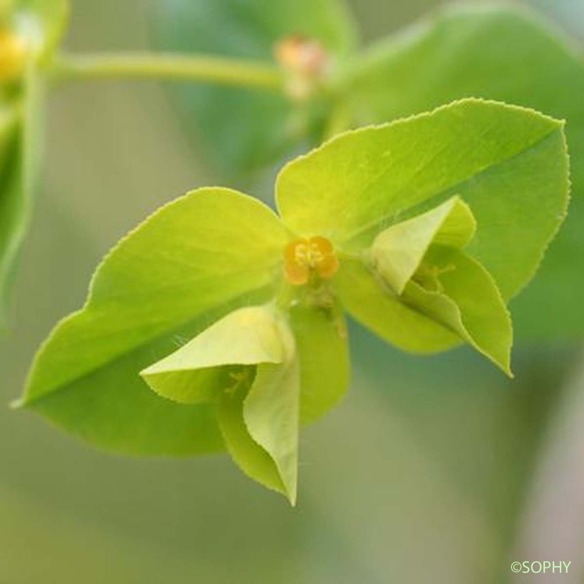 Euphorbe à feuilles larges - Euphorbia platyphyllos