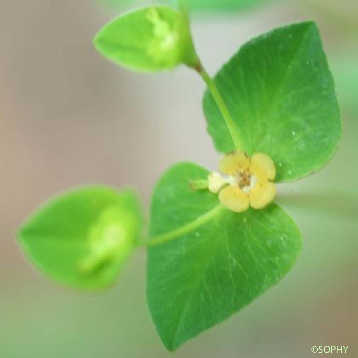 Euphorbe anguleuse - Euphorbia angulata