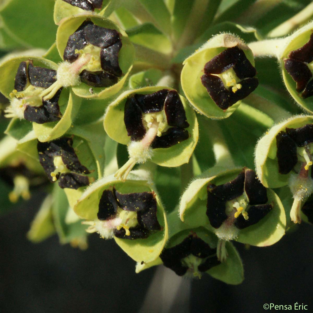 Euphorbe Characias - Euphorbia characias subsp. characias