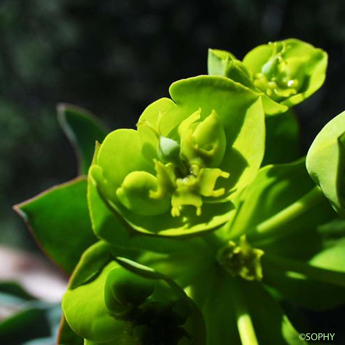 Euphorbe de Nice - Euphorbia nicaeensis
