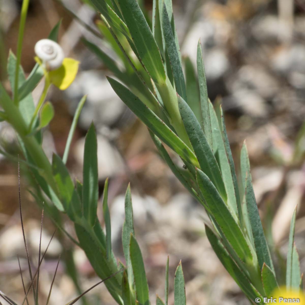 Euphorbe de Séguier - Euphorbia seguieriana subsp. seguieriana