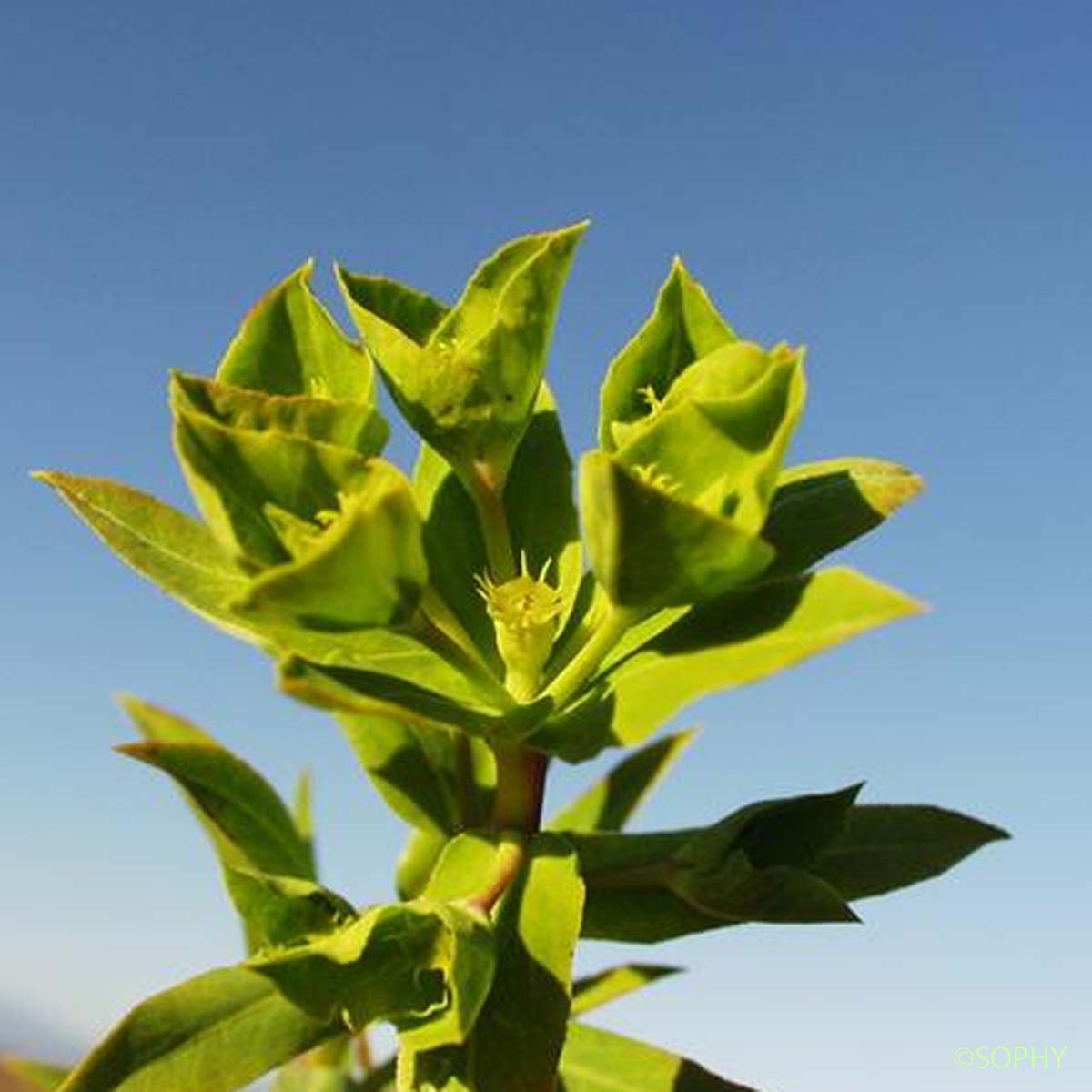 Euphorbe de Terracine - Euphorbia terracina