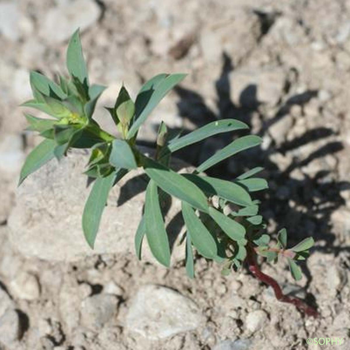 Euphorbe de Turin - Euphorbia taurinensis