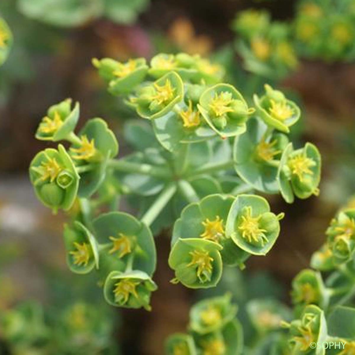 Euphorbe des Baléares - Euphorbia pithyusa