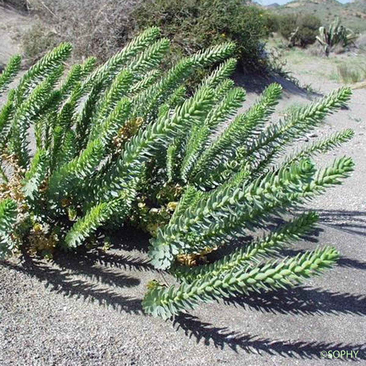 Euphorbe des dunes - Euphorbia paralias