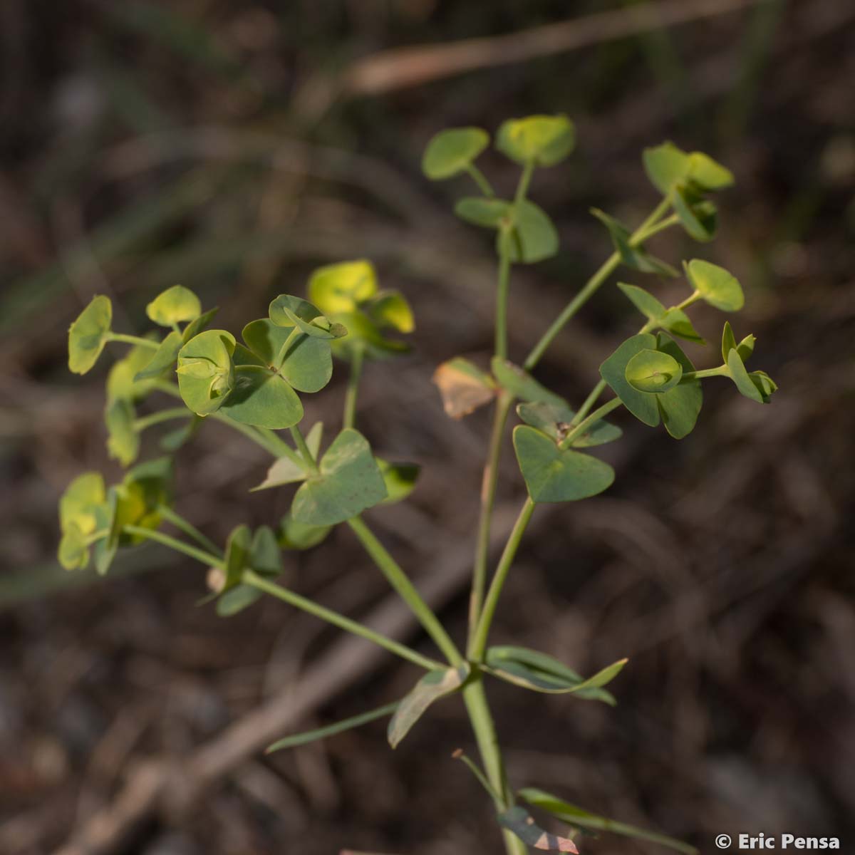 Euphorbe des moissons - Euphorbia segetalis subsp. segetalis