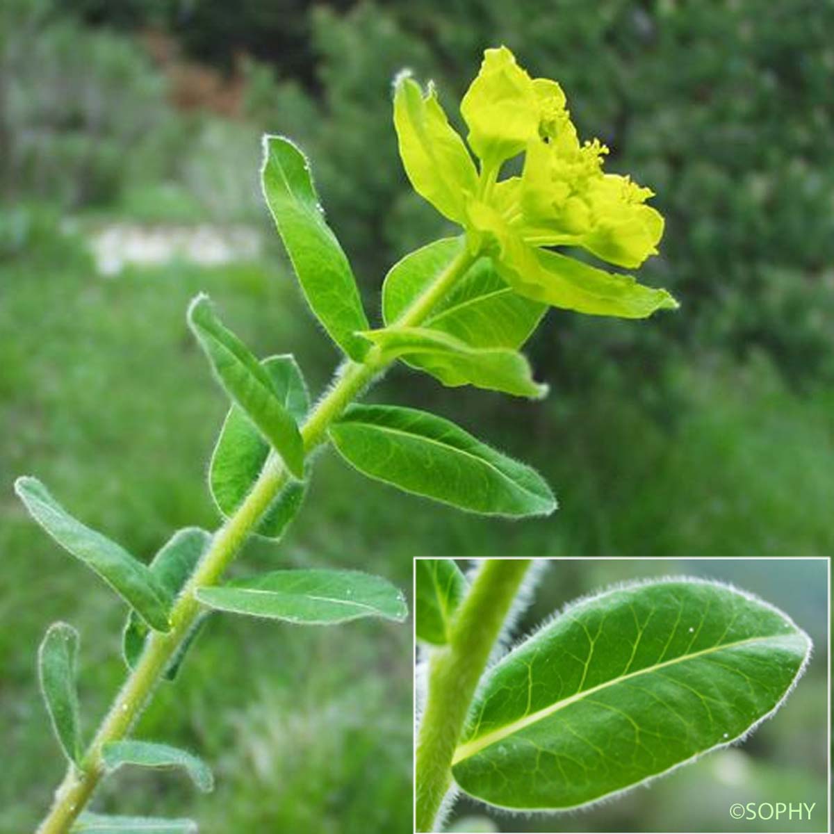 Euphorbe de Canut - Euphorbia canutii