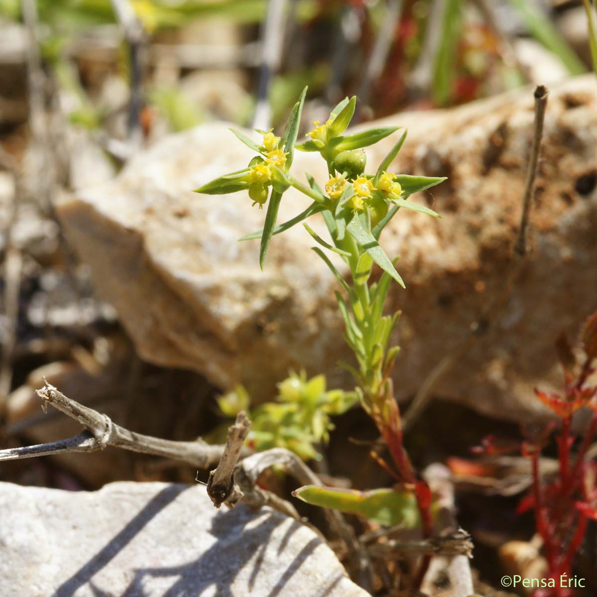 Euphorbe exiguë - Euphorbia exigua