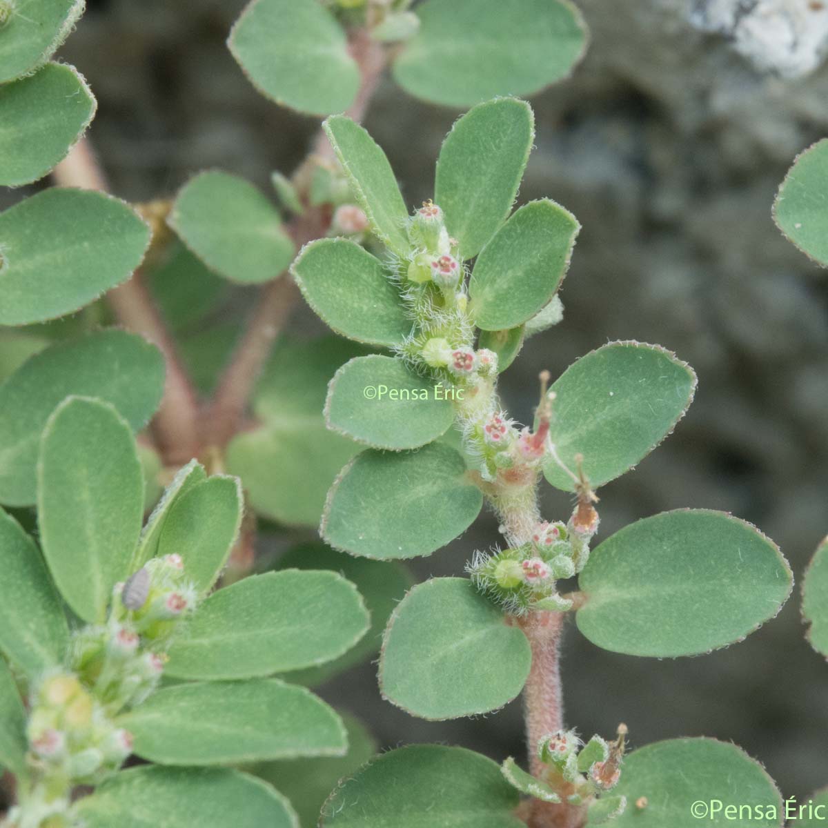 Euphorbe petit-figuier - Euphorbia chamaesyce subsp. chamaesyce