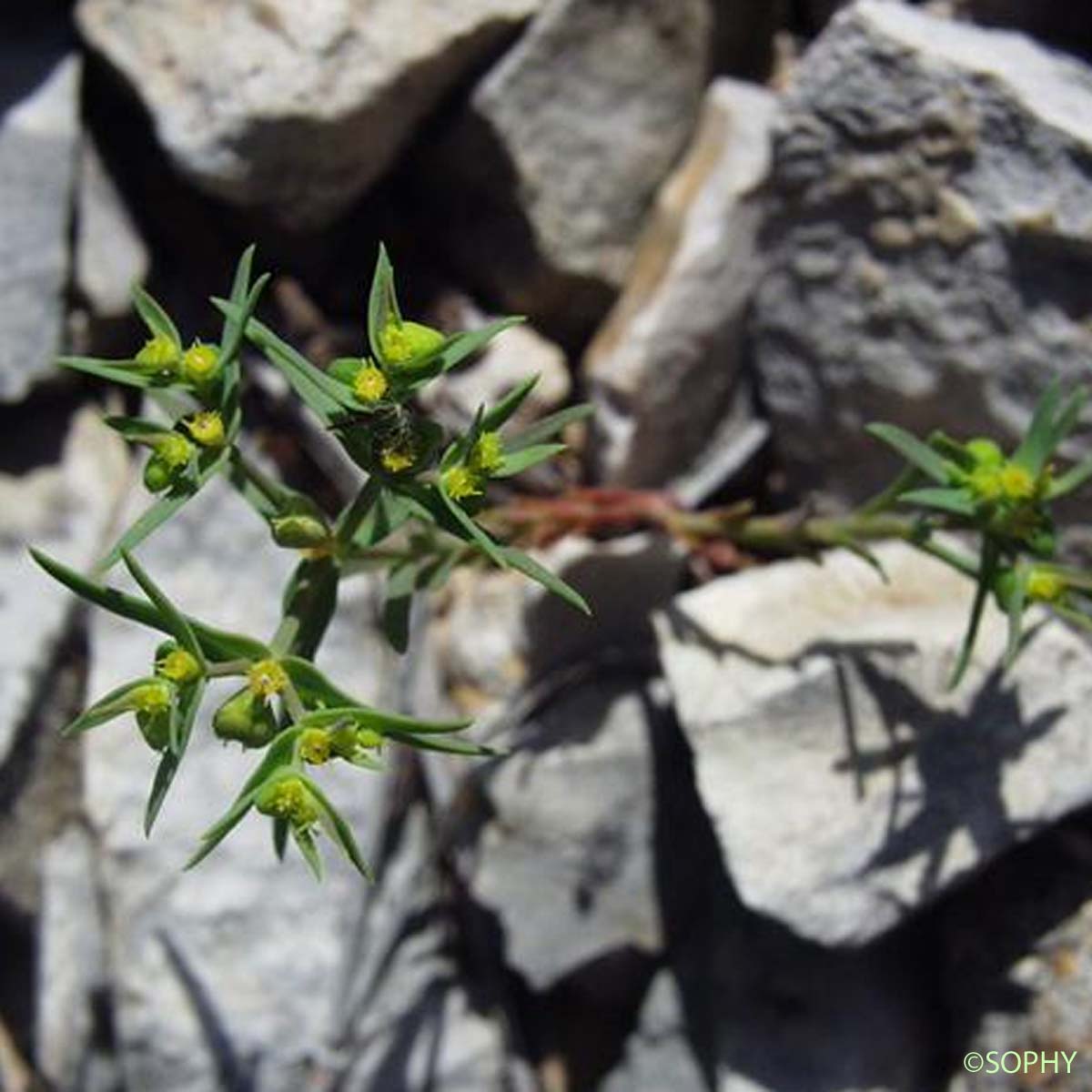 Euphorbe sillonée - Euphorbia sulcata