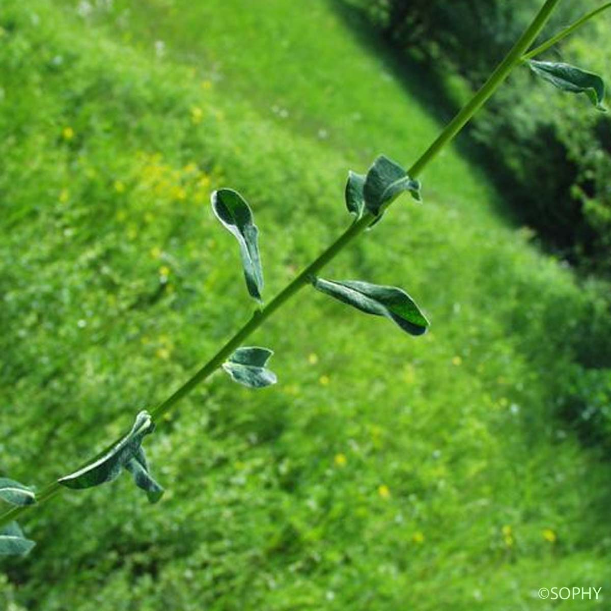 Euphorbe verruqueuse - Euphorbia flavicoma subsp. verrucosa