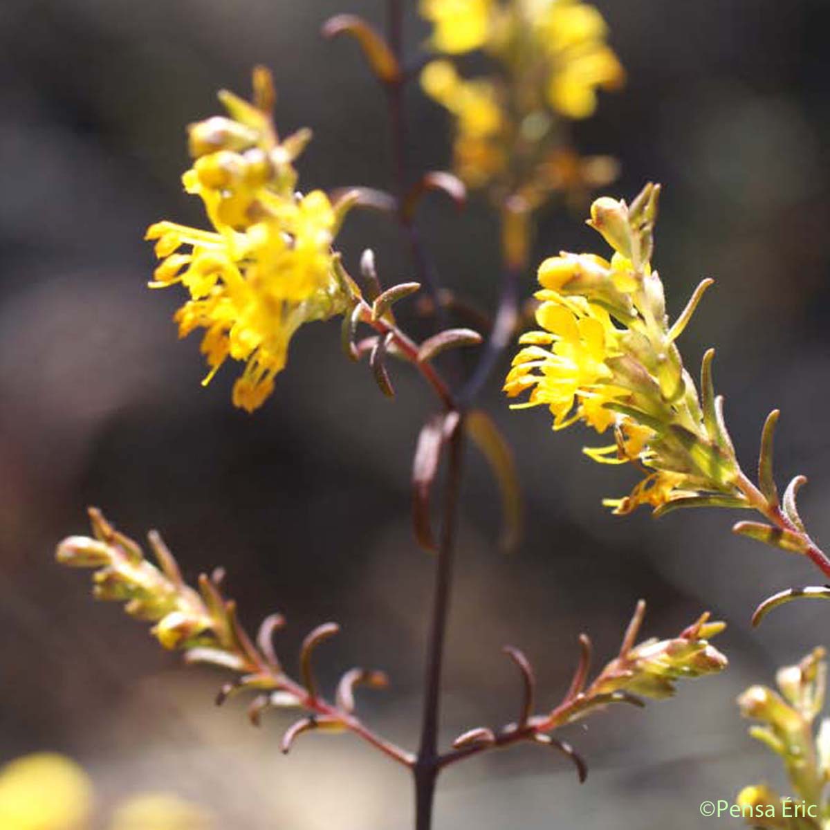 Euphraise jaune - Odontites luteus subsp. luteus