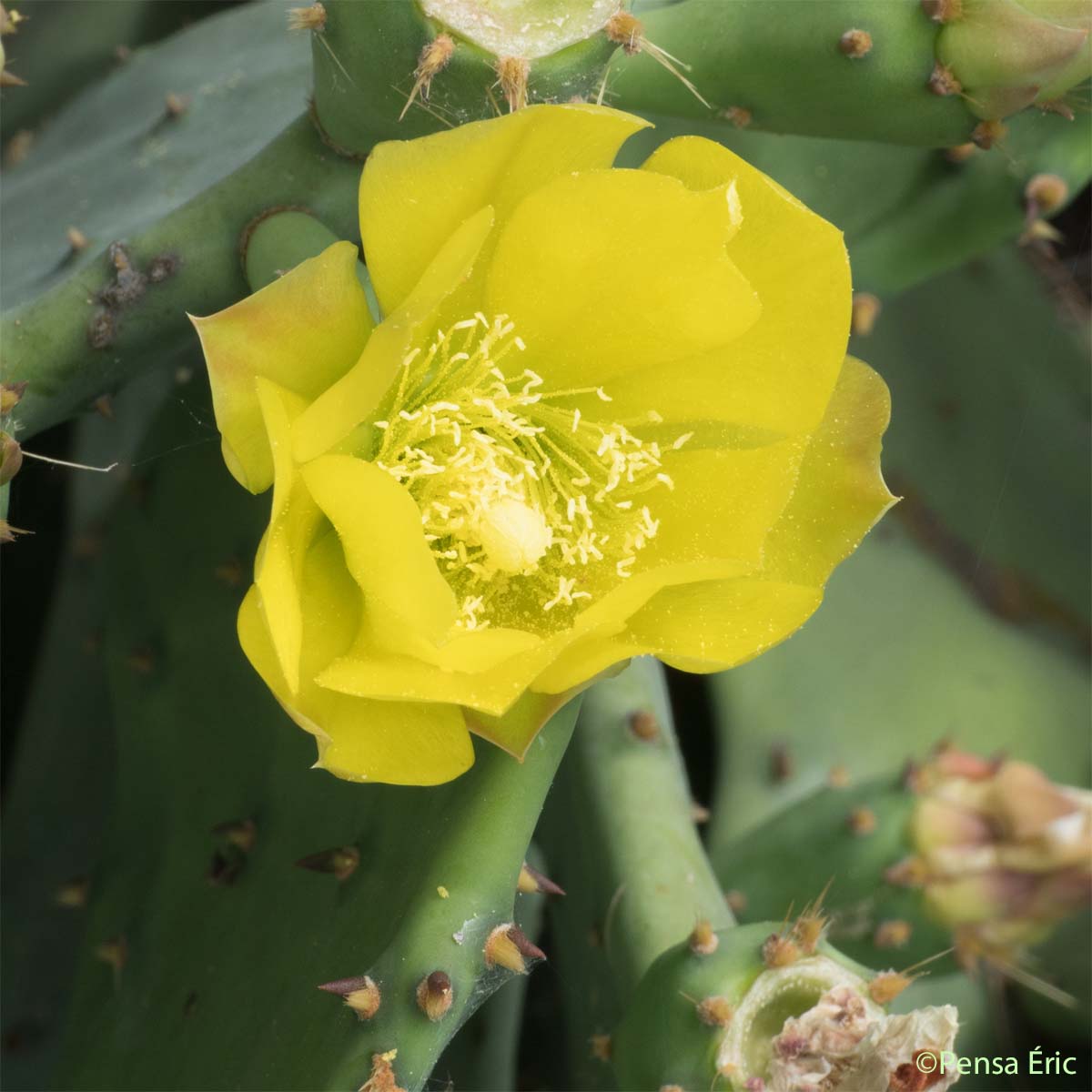 Le Figuier De Barbarie Opuntia Ficus indica Quelle est cette fleur