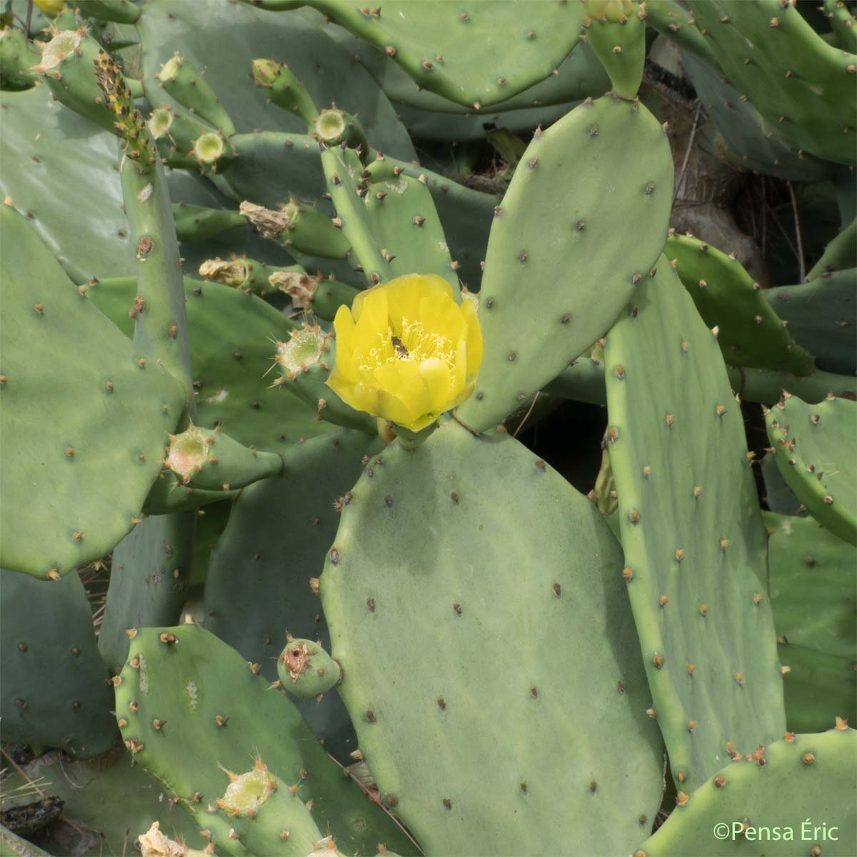 Le Figuier De Barbarie Opuntia Ficus indica Quelle est cette fleur