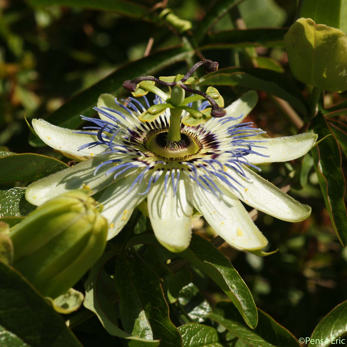 Fleur de la Passion - Passiflora caerulea