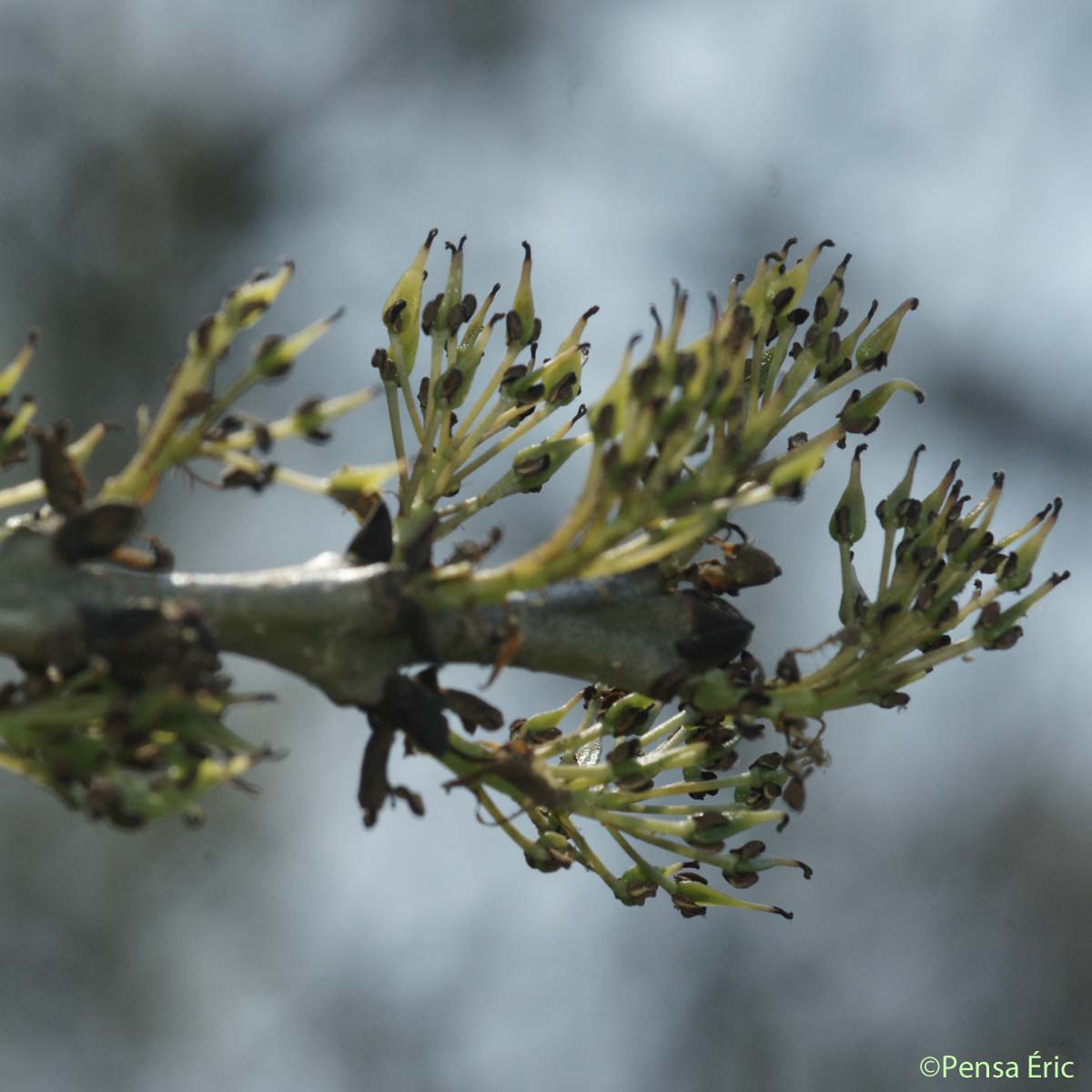 Frêne oxyphylle - Fraxinus angustifolia subsp. angustifolia
