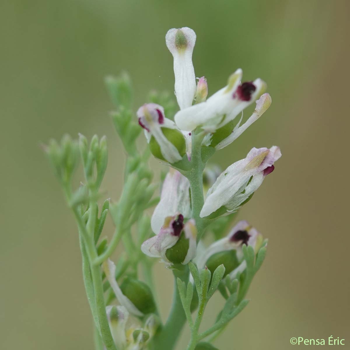 Fumeterre à petites fleurs - Fumaria parviflora